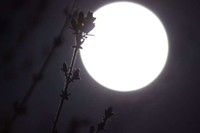 ディズニーオンアイスのtwitterイラスト検索結果