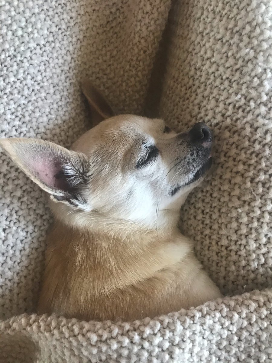 HulkHogan's tweet photo. Spice sleeping in on a Saturday brother HH https://t.co/afPvULwV16