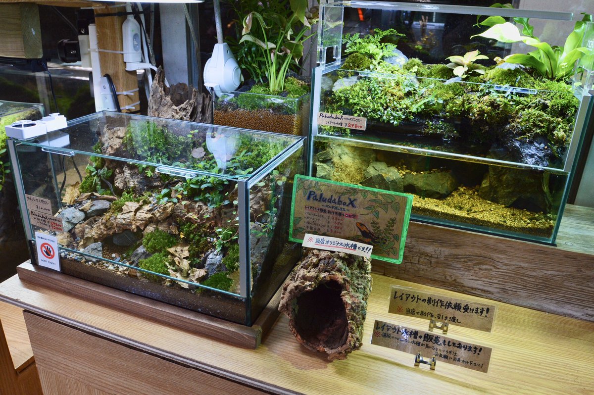 グリーンアクアリウム マルヤマ 当店オリジナルのpaludaboxがようやく販売開始になりました アクアテラタイプではポンプを回して水辺を作ってイモリや魚の飼育が楽しめ パルダタイプでは湿度を保って植物を育てつつカエルやイモリ 種類によります の飼育