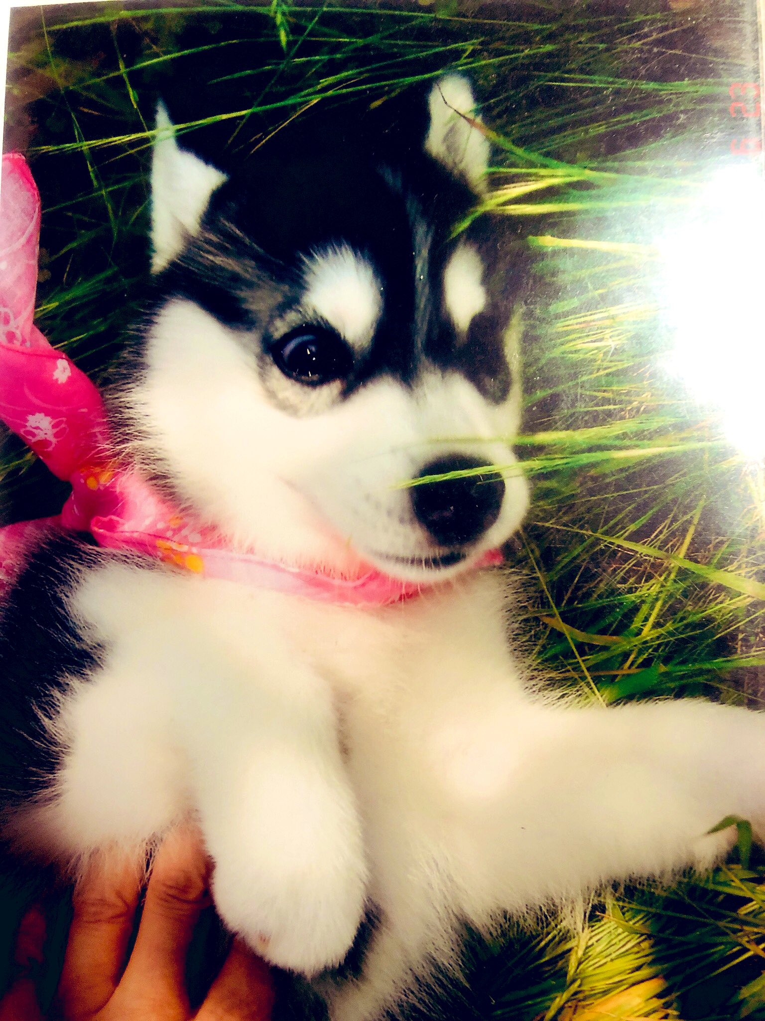 Kurowan Husky Min 04 22 Twitter