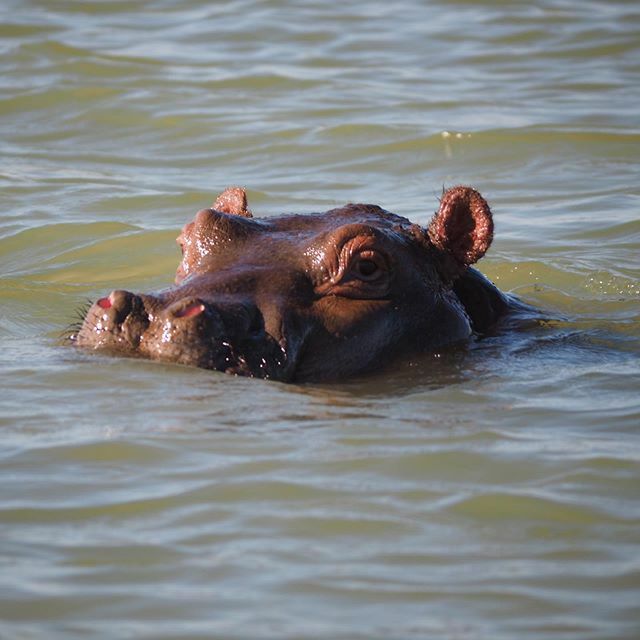 sgillina's tweet photo. #hyppo at the #bluenile #river #spring You run from Tana, your start station #poetry #picoftheday #picofmyday #holidaytime https://t.co/qfJWJmjfaU https://t.co/nXrrFpuCm6