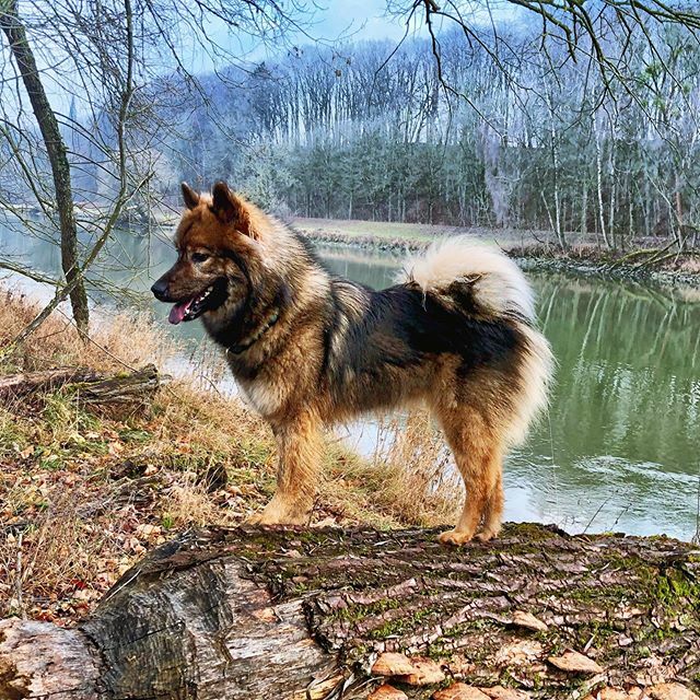 JoGraf's tweet photo. Dyani vom Koboldsgrund  #eurasierfanshop  #eurasiersofinstagram #eurasierdog #eurasierofinstagram #eurasierlove #makemoments #hundeliebe #mydogiscutest #weeklyfluff #inspiredbypets #openmyworld #wildlifeplanet #doglover #dogs_of_instagram #instagramdogs … https://t.co/BKzdnvlg0E https://t.co/sSOnOk76bq