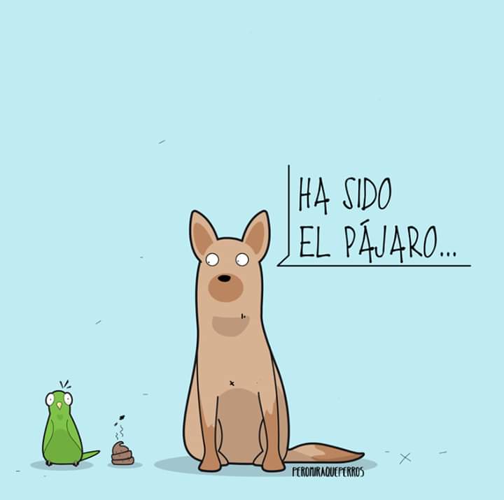Humanymal's tweet image. Feliz día de los inocentes! 😅🐶
#perros #DiaDeLosInocentes #animales