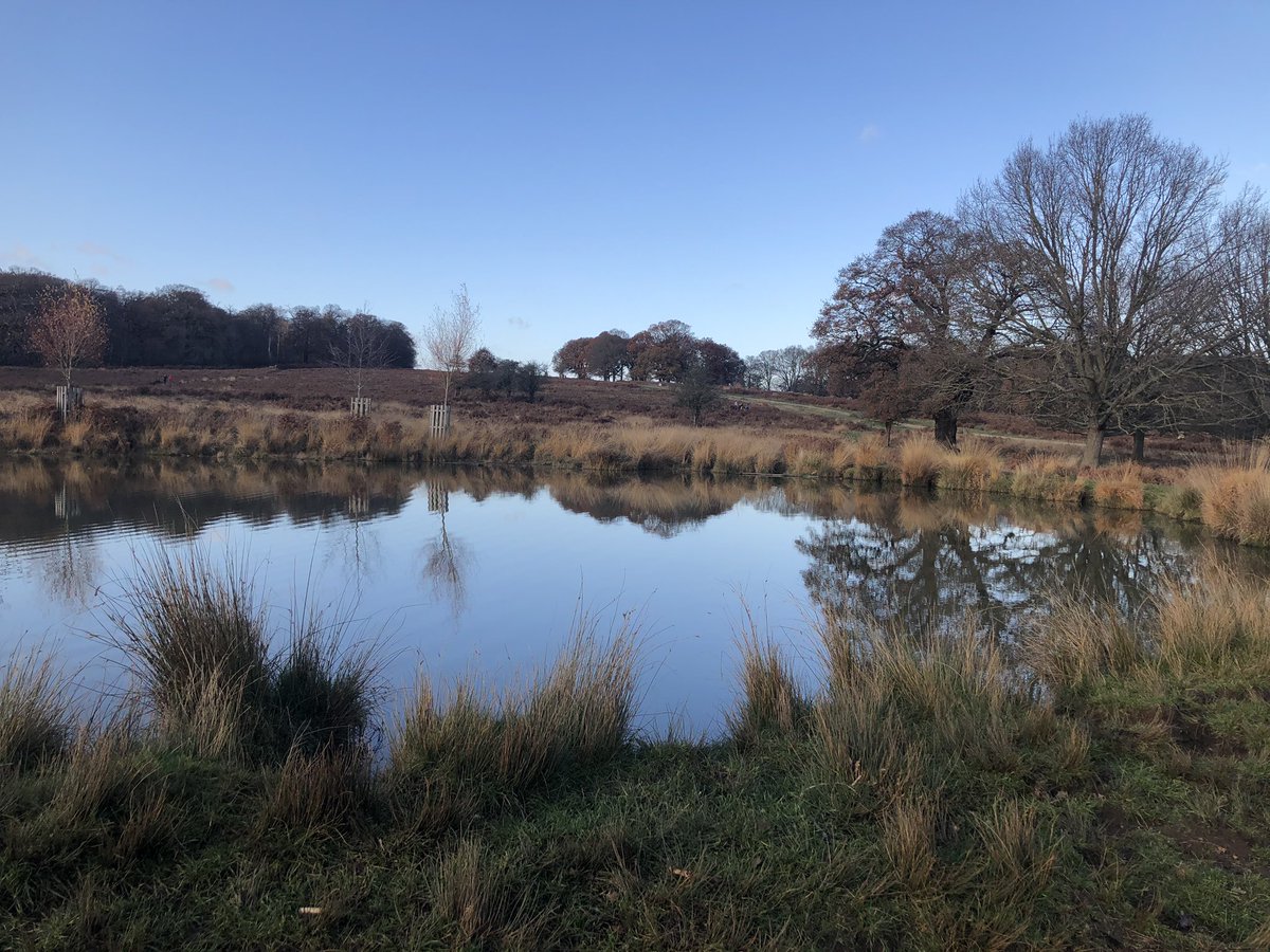 RichmondBorough's tweet image. #RoyalPark #RichmondUponThames #WinterView #BeautifulViews #MerryChristmas! #Photocopyright @chamberrichmond our main #TwitterFeed