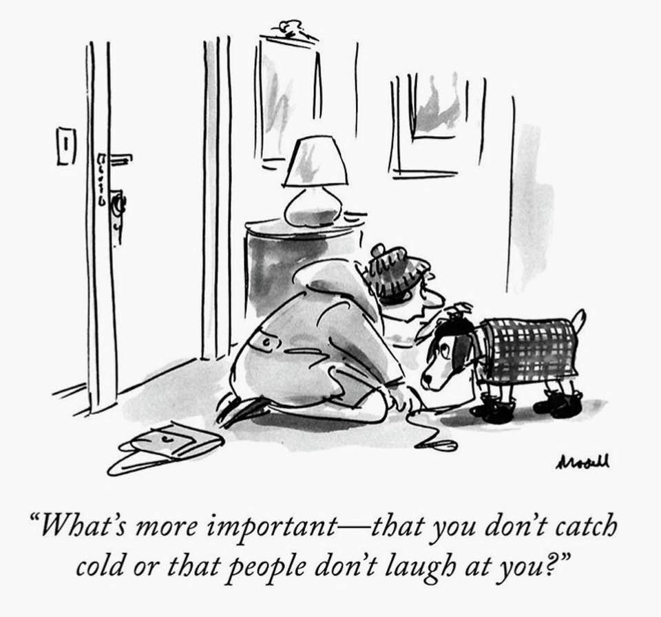 #dogsoftwitter #dogs #dog #rescuedogs #dogsinjackets #winterdog #ilovedogs #funnydogs