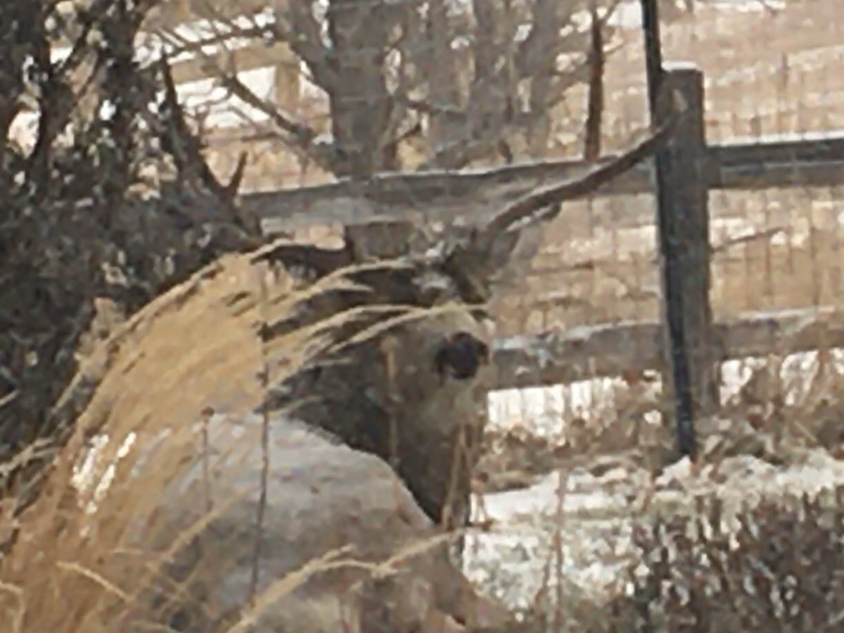 BigDfutbol's tweet photo. Our friends stayed the night under the trees to find a little food and shelter from the snow . I woke up this morning like I was looking at the most beautiful Christmas card . This big buck had half my Christmas lights on his antlers #Coloradobeautiful @FidelBaca @handyandyasg https://t.co/oxytkZQG9E