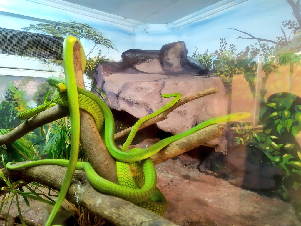 Kenyan Facts 🇰🇪 on X: "Something absolutely nuts happens to all your  senses when you enter the Snake Park at the National Museum in Nairobi. You  just become super alert, even a
