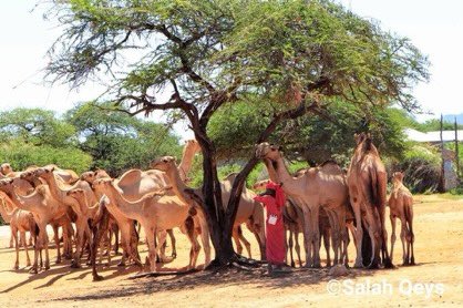 Dr. Serdar Çam tweet media