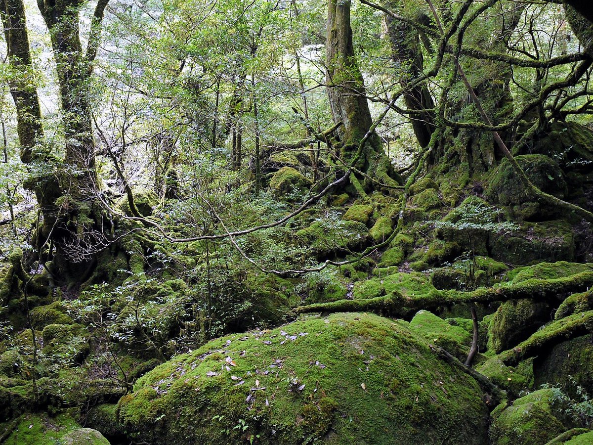 屋久島原生林 屋久島原生林