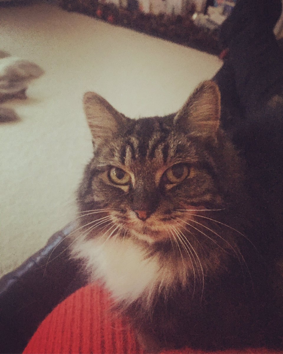 Cuddle time ❤️🐱 <a href="/SimonsCat/">Simon's Cat 🐾</a>