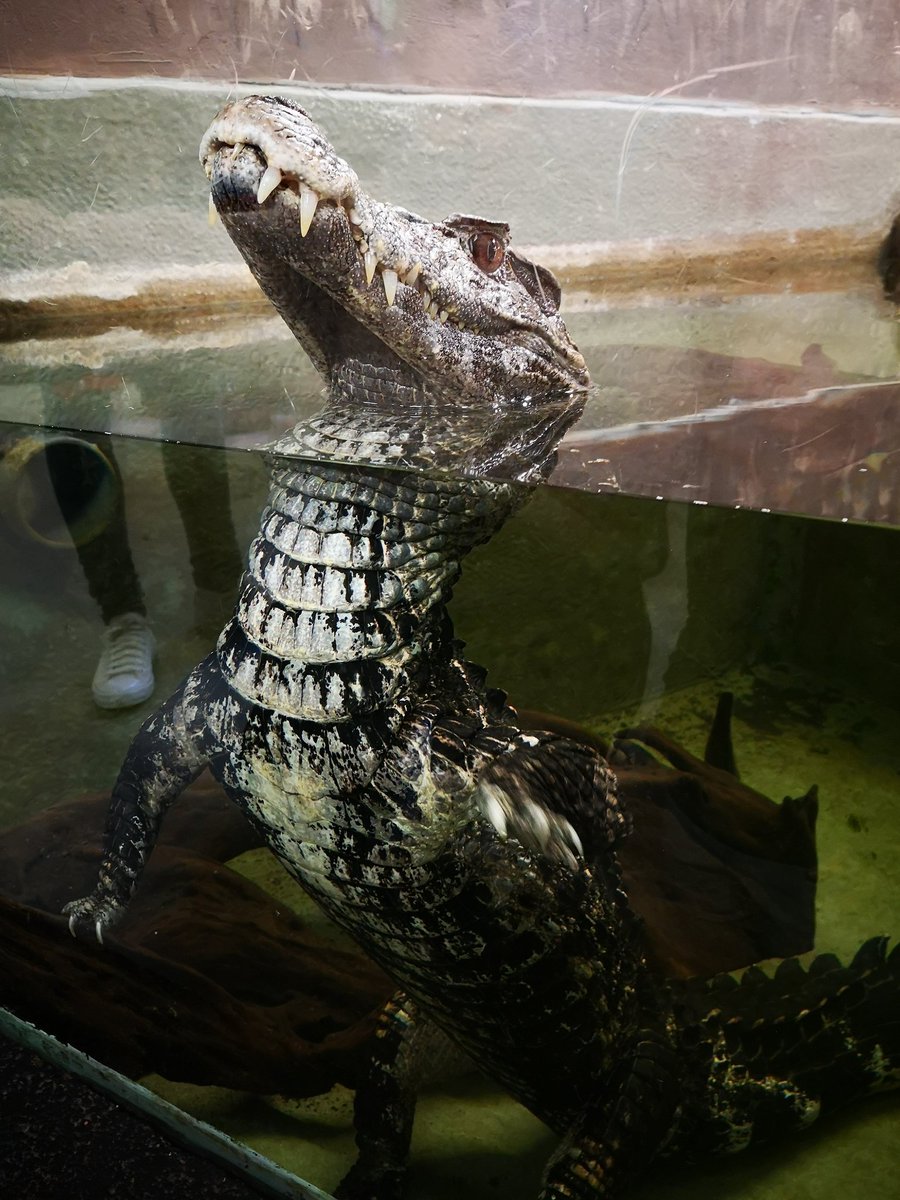 #Trig <a href="/CrocsOfTheWorld/">Crocs of the World</a>