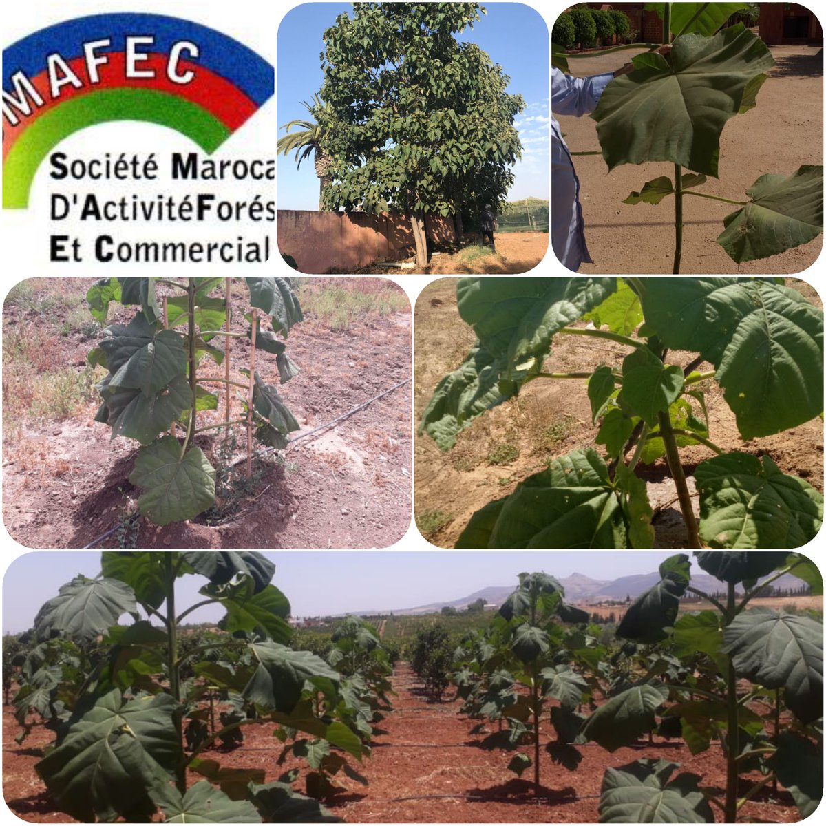 SMAFEC SARL (@smafec_sarl) on Twitter photo 