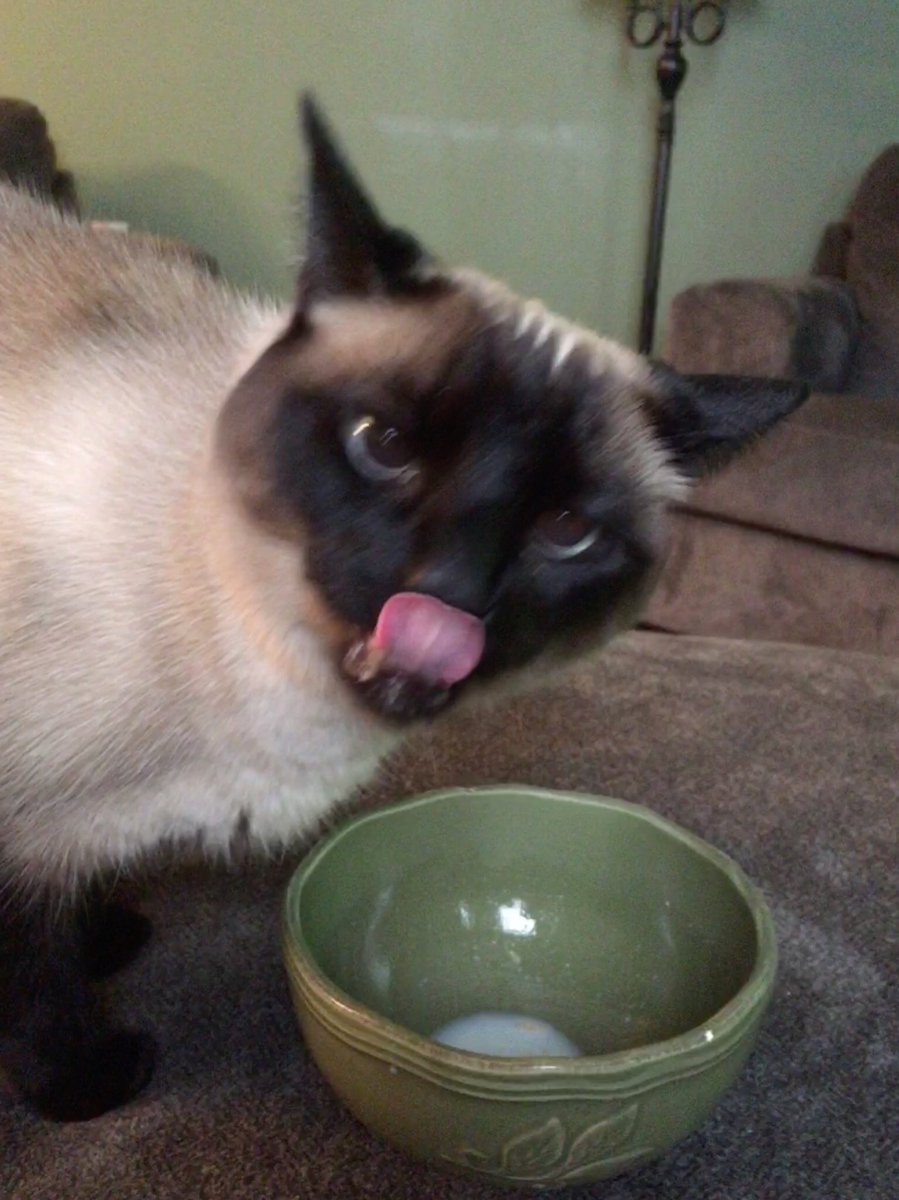 TheAisShort's tweet photo. Chloe doesn’t care much for milk, unless it’s from the end of a bowl of cereal. Especially Wheat Chex. She likes #WheatChex milk almost as much as I like Wheat @ChexCereal.😀😺
#caturday #SaturdayMorning #Breakfast https://t.co/qhv4LLSzrn