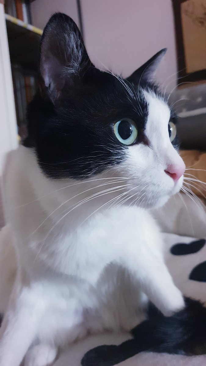 눈 넘 예쁘고...근데 손에는 꼬리 말려있고ㅋㅋㅋㅋ