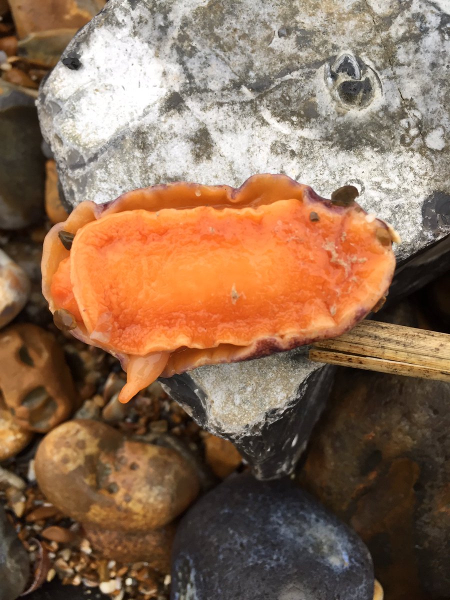 Found this sea slug washed up on the shore whilst walking along the beach! Can anyone help me identify it? (We put it back in the sea after in case it was still alive) @Britnatureguide @MARINElife_UK #seaslug #marine #marinebiology