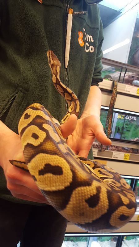 PassionsByCath's tweet photo. Ce samedi et c'est chez Tom&Co Roncq Neuville-En-Ferrain en compagnie de John, un éleveur passionné !
Retrouvez aussi les brochures conseils Tom&Co en magasin !
#Python #PythonRoyal #NAC #Serpent #BoaConstrictor https://t.co/XCHt5WaG2V