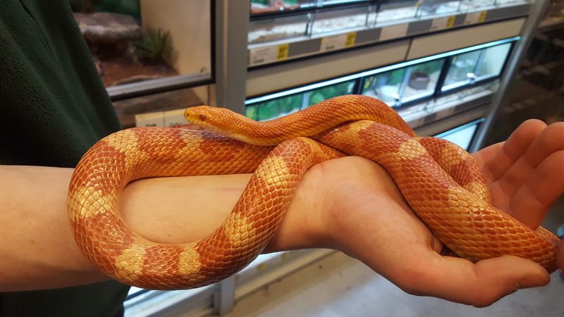 PassionsByCath's tweet photo. Ce samedi et c'est chez Tom&Co Roncq Neuville-En-Ferrain en compagnie de John, un éleveur passionné !
Retrouvez aussi les brochures conseils Tom&Co en magasin !
#Python #PythonRoyal #NAC #Serpent #BoaConstrictor https://t.co/XCHt5WaG2V