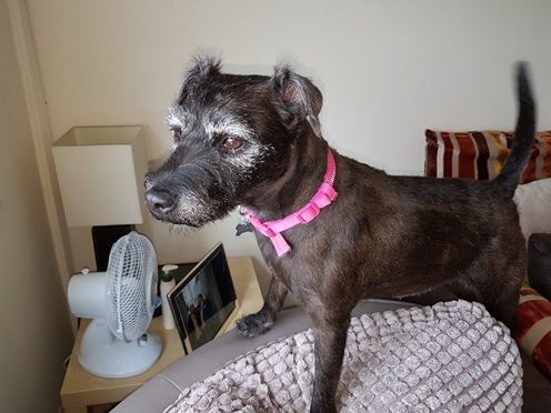 URGENT foster home needed for Saffy. Needs to be quiet home also pet &amp; child free. Saffy is not a good traveller so we are looking as close to Newcastle upon Tyne as possible.  For more information please follow the link. 

oldies.org.uk/2019/urgent-ap…
