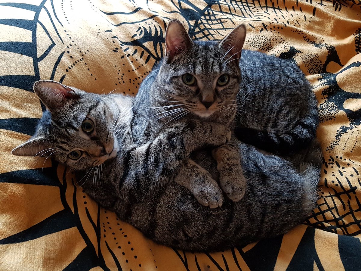 5fluffballs's tweet photo. Nothing better than cuddling up on a stormy day 😻
#CatsOfTwitter #straycat #rescuecats #cuddle #siblings #pets https://t.co/FaF5SzwNtF