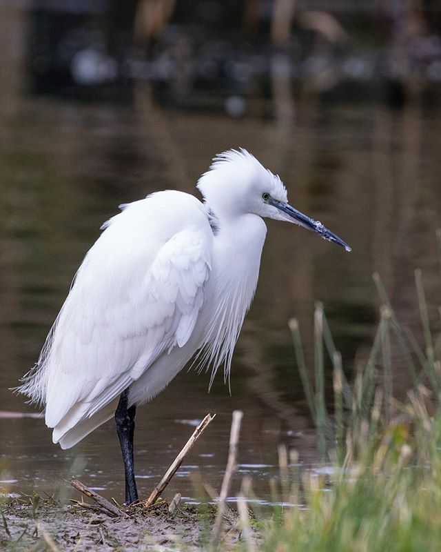 claire_sandison's tweet photo. A Visit To Rutland Water Nature Reserve Today, Poor Light But Managed To Get This Little Egret
#birds #birdphotography #nature #naturephotography #wildlife #wildlifephotography #britishbirdlovers #rspb  #wildlifetrustLRWT #LRWT #littleegret #egret #feathers #reeds #fishingbi… https://t.co/jwiWrm4ka6