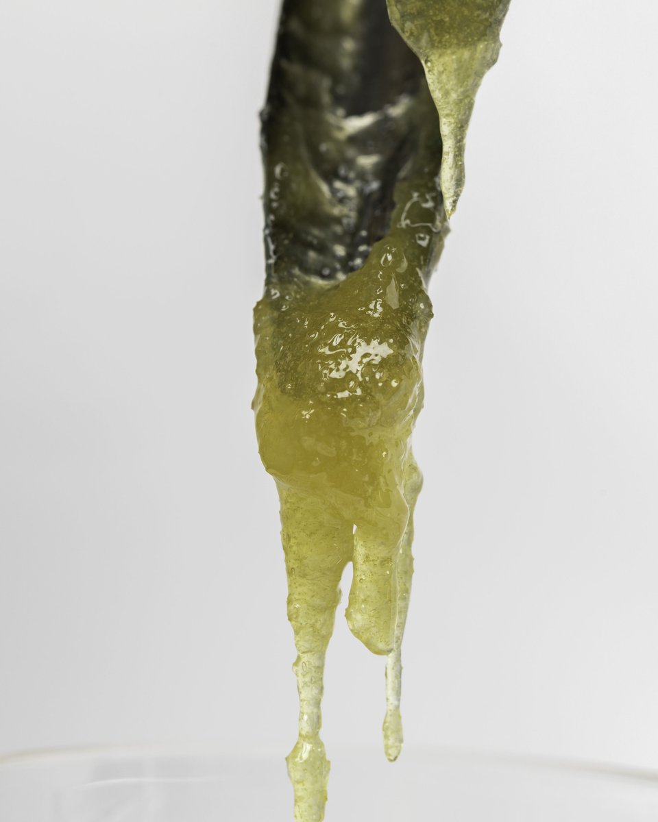 GMT is what you need this Saturday 🍊 ⛽ 💨 
.
.
.
.
.
#dabolio #olio #dabolio710 #olio710 #hash #dabs #rosin #rosinjam #cannabis #cannabiscommunity #cannabisphotography #terps #terpenes #concentrates #710 #oil #wax #solventless #dabs #quality #denver #colorado #topshelf