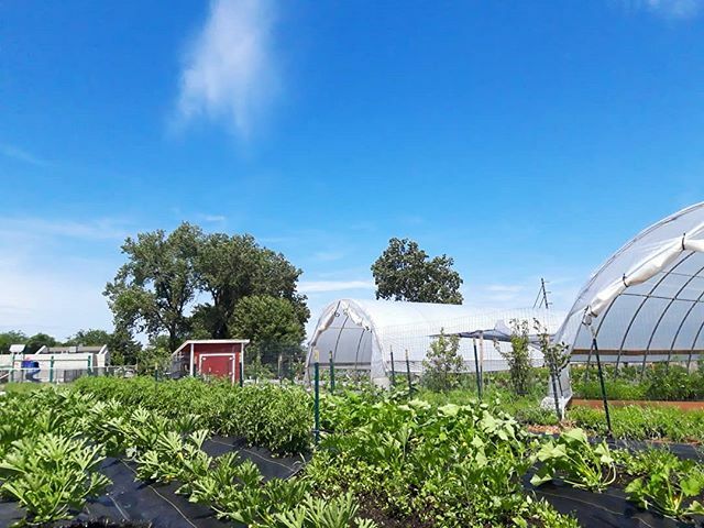Over the past year, we have expanded our fields cleared for cultivation by 50%! We're excited to increase our production but to use these new fields to their fullest, we must also increase the work we put into harvesting and cultivation.
To help us provi… ift.tt/2EY0JNd