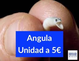 angulasibaigune's tweet photo. A partir del 1 de enero:
Angulas por unidad en tres preparaciones y envasadas al vacío. 5€/ud. 
- Cocida
- A la brasa
- Rellena de Txangurro
.
.
#angulas #unidad #recetas #rellena #brasa #delicatessen #gourmet #ibaigune #28 https://t.co/axh0lT6wOE