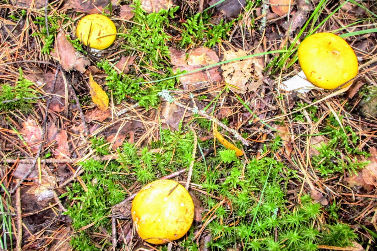 Firstonx's tweet photo. #russule #mushrooms #photography https://t.co/smpEox8Hqb