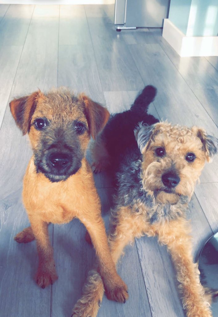 Ruby & Murphy 🐾 tweet media
