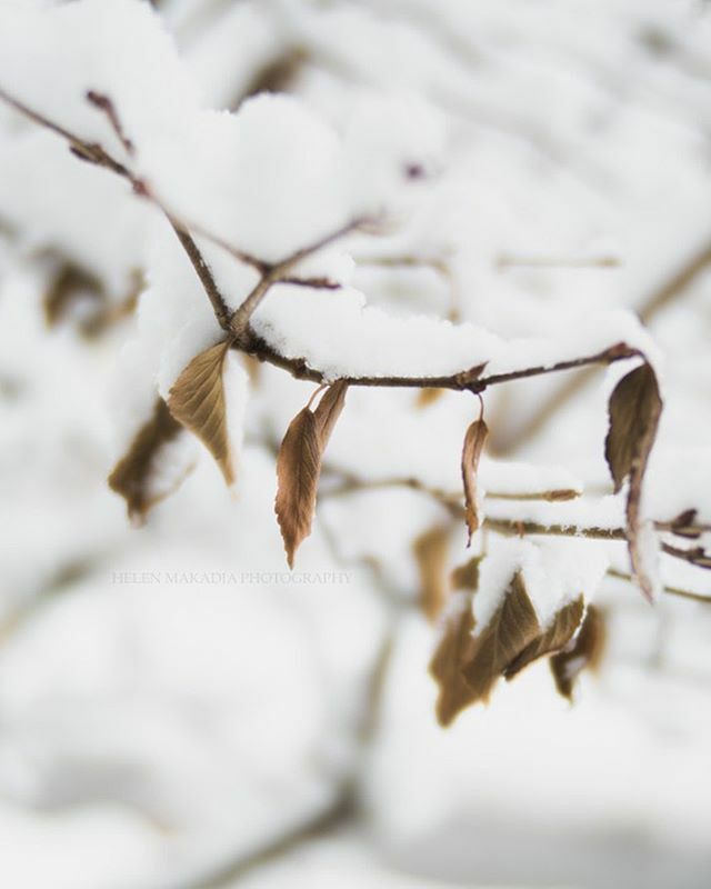 Hanging on . . . just a few more days left for 2019. ❄️✨🥂 .
.
.
#lookingforwardto2020 #snowbokeh #blissfulphotoart #tv_still_life #naturenotes #bitsofrusticcharm #nothingisordinary_ #botanicalart #mystoryoflight #seedscolor #seekinspirecreate #embrac… ift.tt/363cPR6