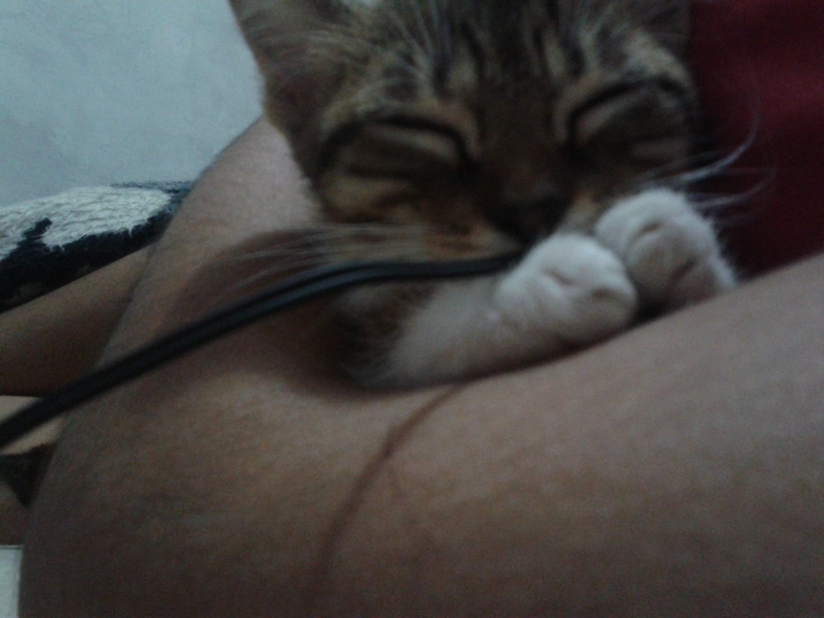 FancyBoris's tweet photo. Sleepy baby me https://t.co/PKWjGAkK5i