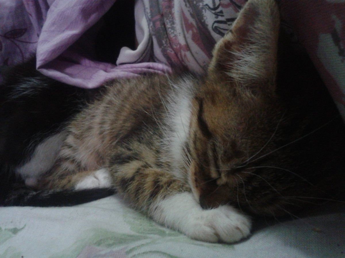 FancyBoris's tweet photo. Sleepy baby me https://t.co/PKWjGAkK5i