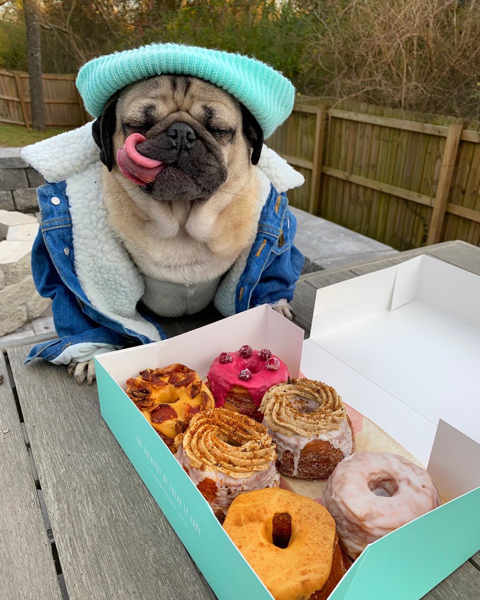 itsdougthepug's tweet photo. It’s not resolution time yet https://t.co/zG9FiLAPeM