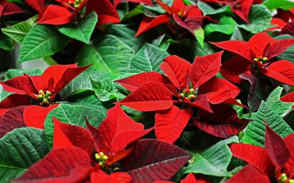 gplanet_news's tweet photo. Ti hanno regalato la bella Stella Di Natale e vuoi mantenerla in vita e farla fiorire di nuovo? Vieni a leggere #alcune #Regole per #avernecura durante tutto l’anno
#Euphorbiapulcherrima #tradizionedinatale
https://t.co/5PUdnegiPb https://t.co/TOZDSxSm7X