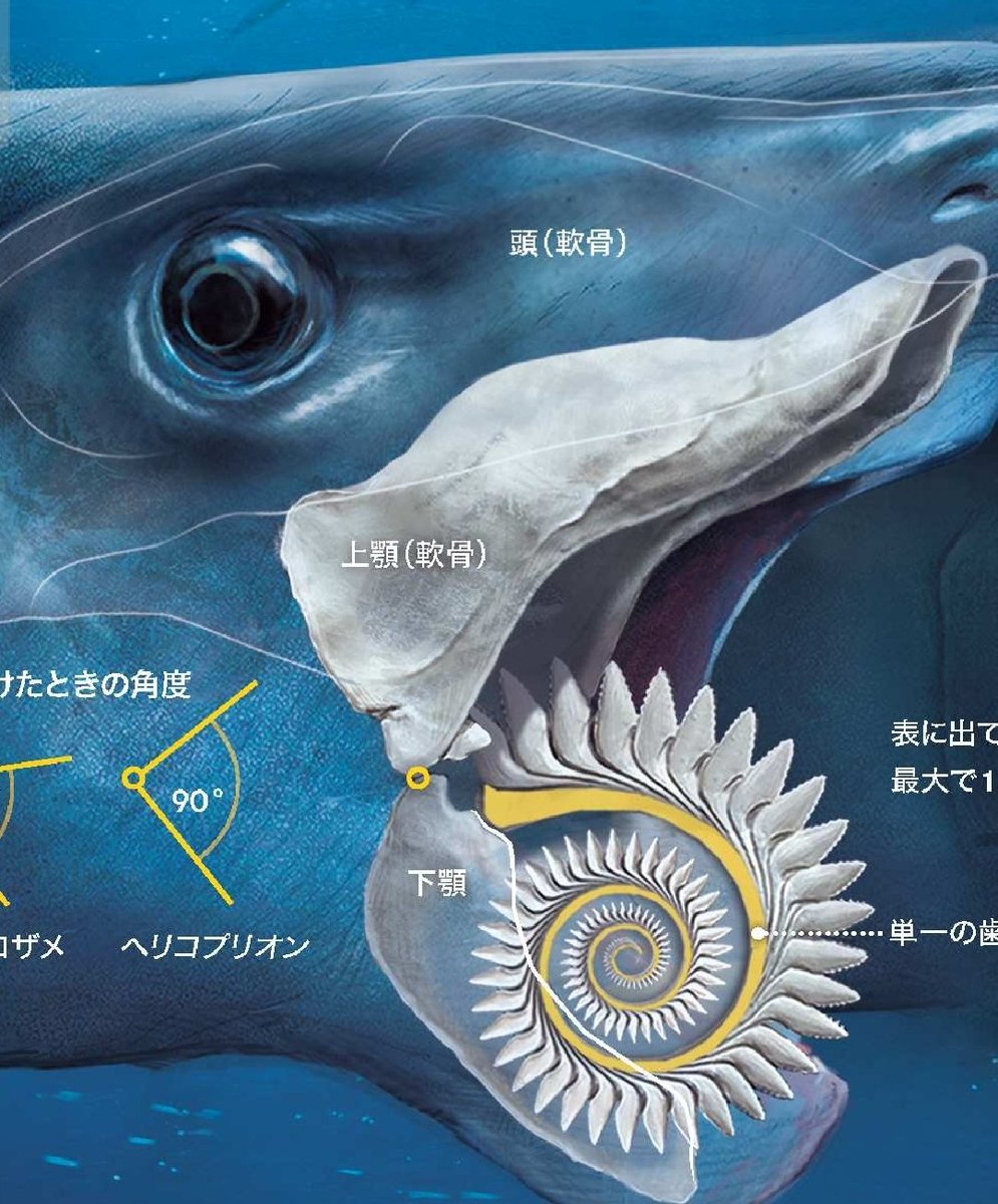 Images Of ヘリコプリオン Japaneseclass Jp