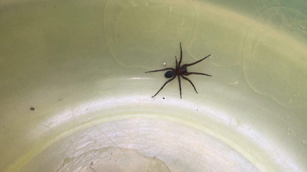 alexcovelli's tweet photo. @Arachno_Cosas Hola, esta araña es de cuidado? Saludos desde Coyoacán. https://t.co/e5el3fMUNV