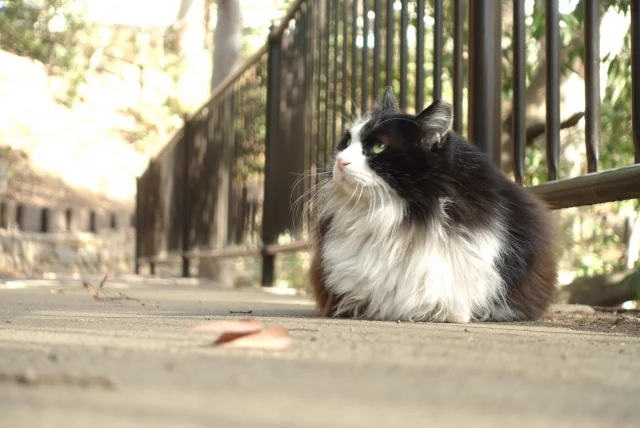 ぽよんぽよん跳ねて移動しそうな猫が作られましたwww