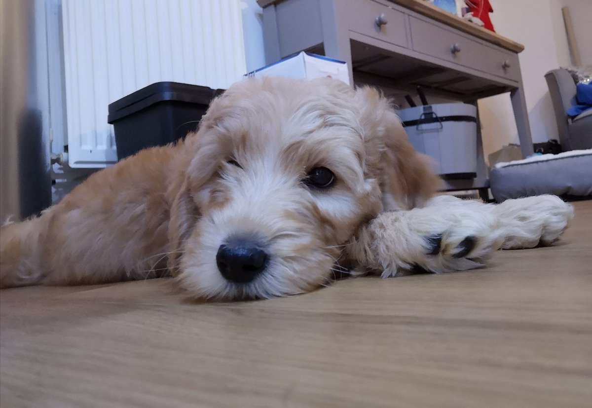 AbiStone8's tweet photo. The puppy has landed. Let the fun begin ♥️♥️ https://t.co/1Kop9swFHw