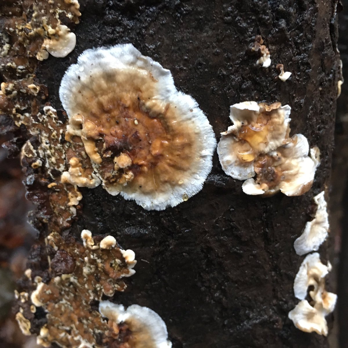 VolkskammerG's tweet photo. Into the woods #forest #fungi #ddr #gdr #froelichweihnachten #nostalgie #1980s 
Happy DDR Christmas 🎄Back home 🎄 
#schwedt #wald #pilz #ostilife #parents #hometown #heimat #unheimlich #heimatort #eltern #weihnachten #volkskammer #curatingissuchhell https://t.co/UVRviKmdFx