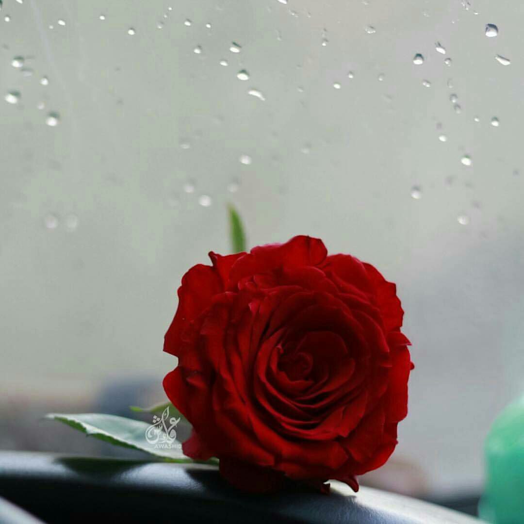 ..

.

" ما ضاقت الأرضُ إلا جاءنا فرَجٌ
        كالغيثِ يهطلُ مِن ربّ السماواتِ "

يا رب ❤️
.. ..