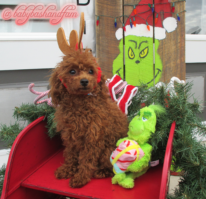 babybashandfam's tweet photo. "...and he tied a big horn to da top ah his head!" 🎅

.
.
.
.
.

@barkbox #barkbox #barkboxdogs #dogsoftwitter #dogsofinstagram #christmasdog #dogmodel #poodle #poodles #toypoodle #redpoodle #winterwonderland #tistheseason #christmas #christmastime #grinch #grinchmas #thegrinch https://t.co/5F03cAxYvC