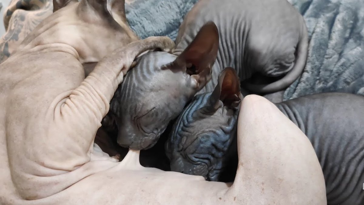 MeowMoeDotCom's tweet photo. #Sphynx cat mommy nursing her #Cute ...
#Cats #Cat #Kittens #Kitten #Kitty #Pets #Pet #Meow #Moe #CuteCats #CuteCat #CuteKittens #CuteKitten #MeowMoe
#BestCatVideo #BestVideo #CatsPlaying #CuteAnimals #CuteCat #CuteCats
https://t.co/R1MsRoTh0w
. https://t.co/f5WS2lTtr3
