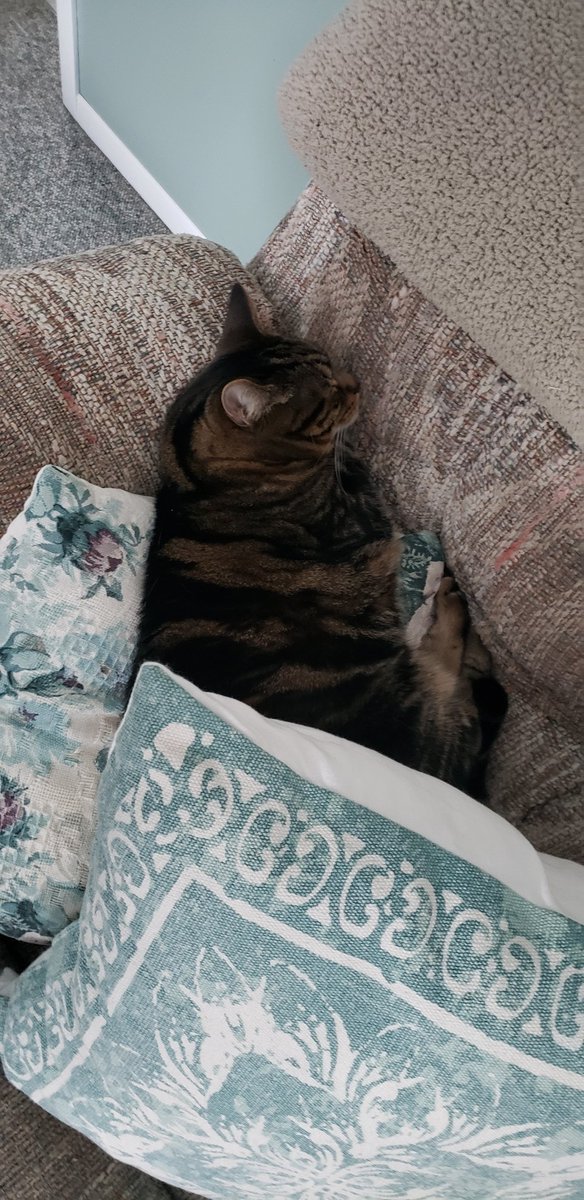 tisshe's tweet photo. What a life at Grandma's house. #cats #Quidi https://t.co/ic4GokerXR