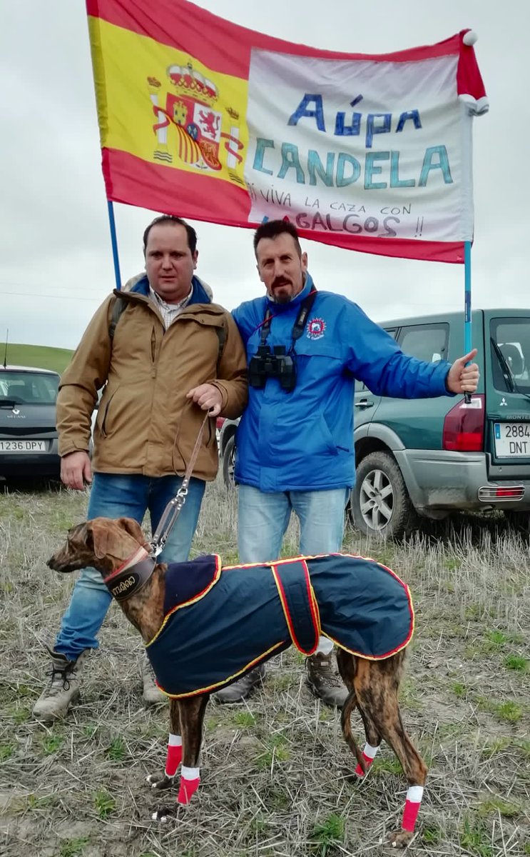 dipuavila's tweet photo. Finalmente la galga Candela ha puntuado en la última jornada del Campeonato de #CastillaYLeón, celebrado en #Aldeaseca, y se ha clasificado para el Nacional que comienza el próximo día 11 en #MadrigalDeLasAltasTorres. ¡Enhorabuena! https://t.co/RNunW1Mzjv