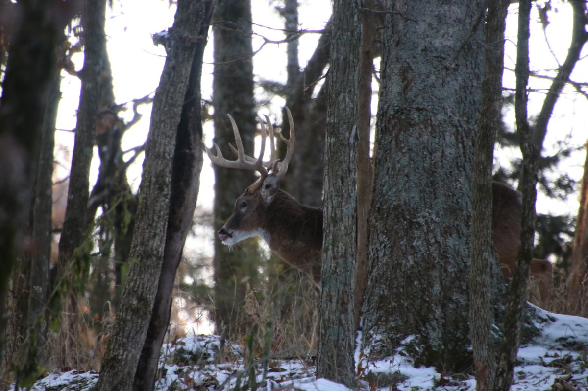 OCWhitetails's tweet photo. This buck 🦌was trying to slip back into bedding without being seen
•
•
•
#decemberhunt #huntingdecember #missourihunting #lateseason #lateseasonhunt #whitetailhunting #chasingwhitetails #chasingwhitetail #missourihunt #oakcreekwhitetailranch https://t.co/shyTBbvKAU