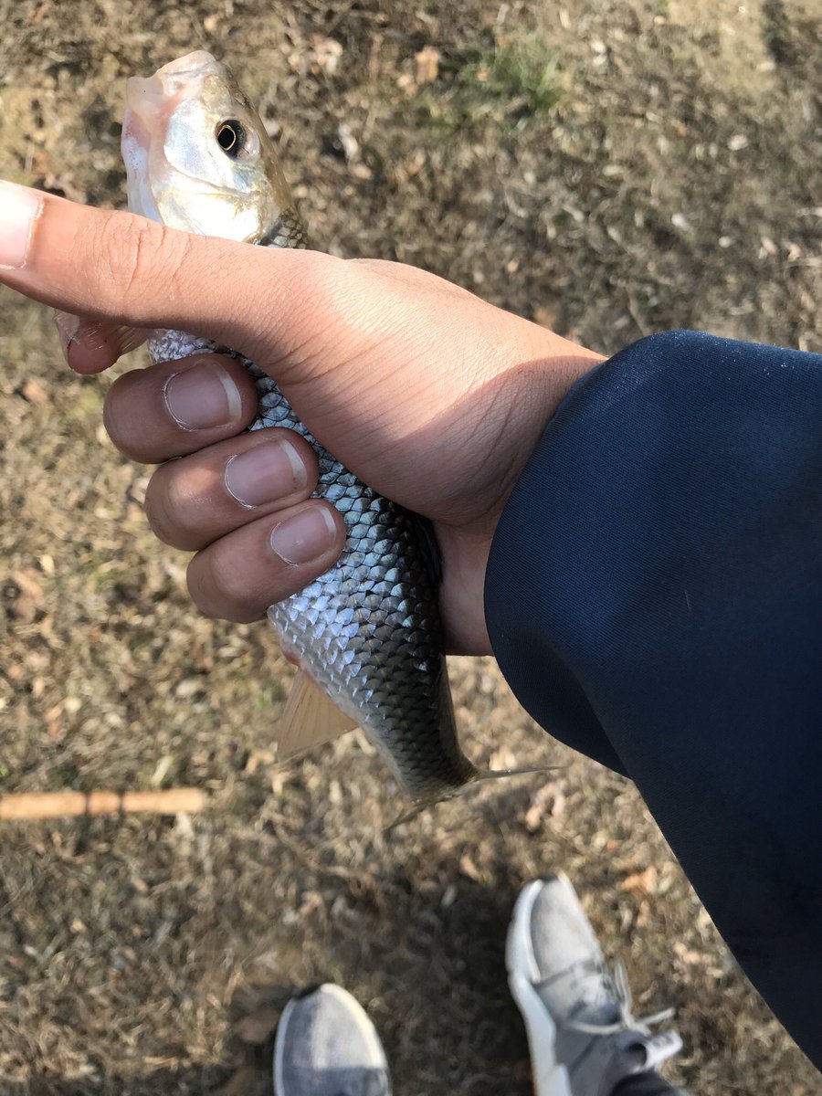 CreatorJayce's tweet image. These are just some #Fallfish (Semotilus Corporalis) I caught while river fishing. #Fishing #Fish