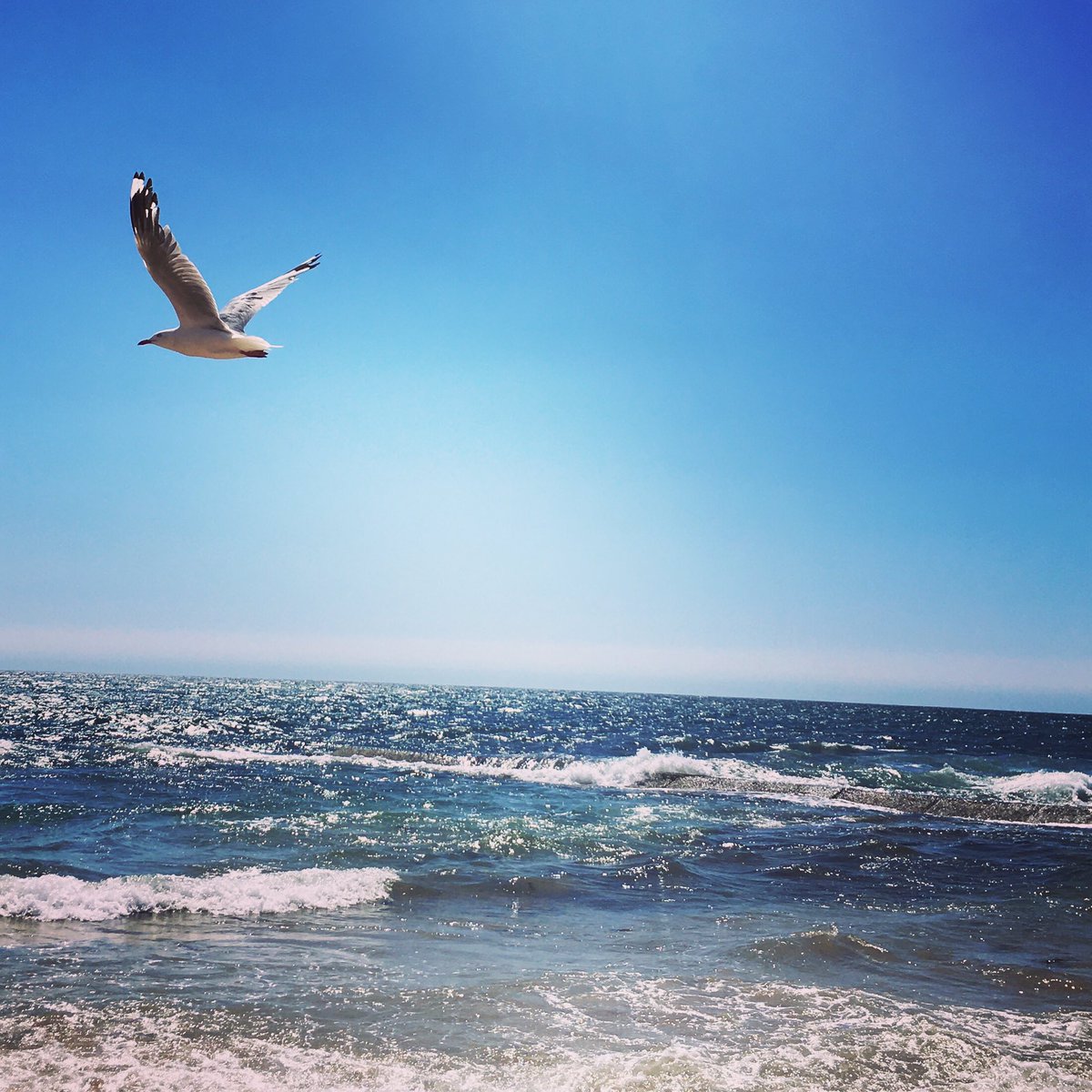 KMAllan_writer's tweet photo. Itโs not an Australian Christmas if you donโt take a trip to the beach ๐. I hope youโre all enjoying that crazy time between Xmas & New Year when no one knows what day it is.
...
#writerbreak #beach #ocean #naturephotography #australianchristmas #summer #sand #seagulls #water https://t.co/ZV9DxEtUJm