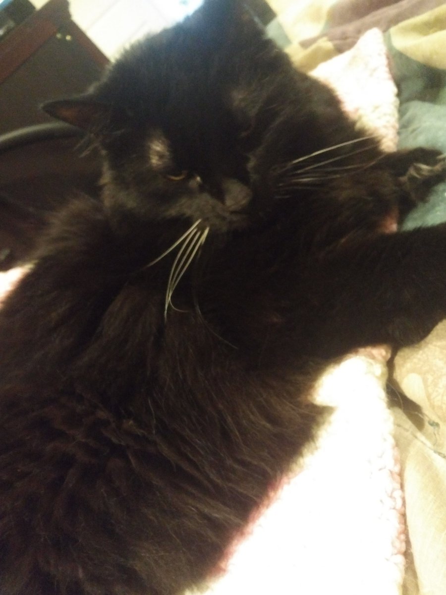 FallJaded's tweet image. The look that can kill...mom may have woke him up. #Caturday