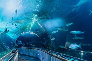 sfhotelfusion's tweet photo. Didn't get what you wanted for Christmas? Treat yourself to one of our San Francisco attractions packages. 
https://t.co/t6ZCF7QbA4 https://t.co/RKUoPdWedQ