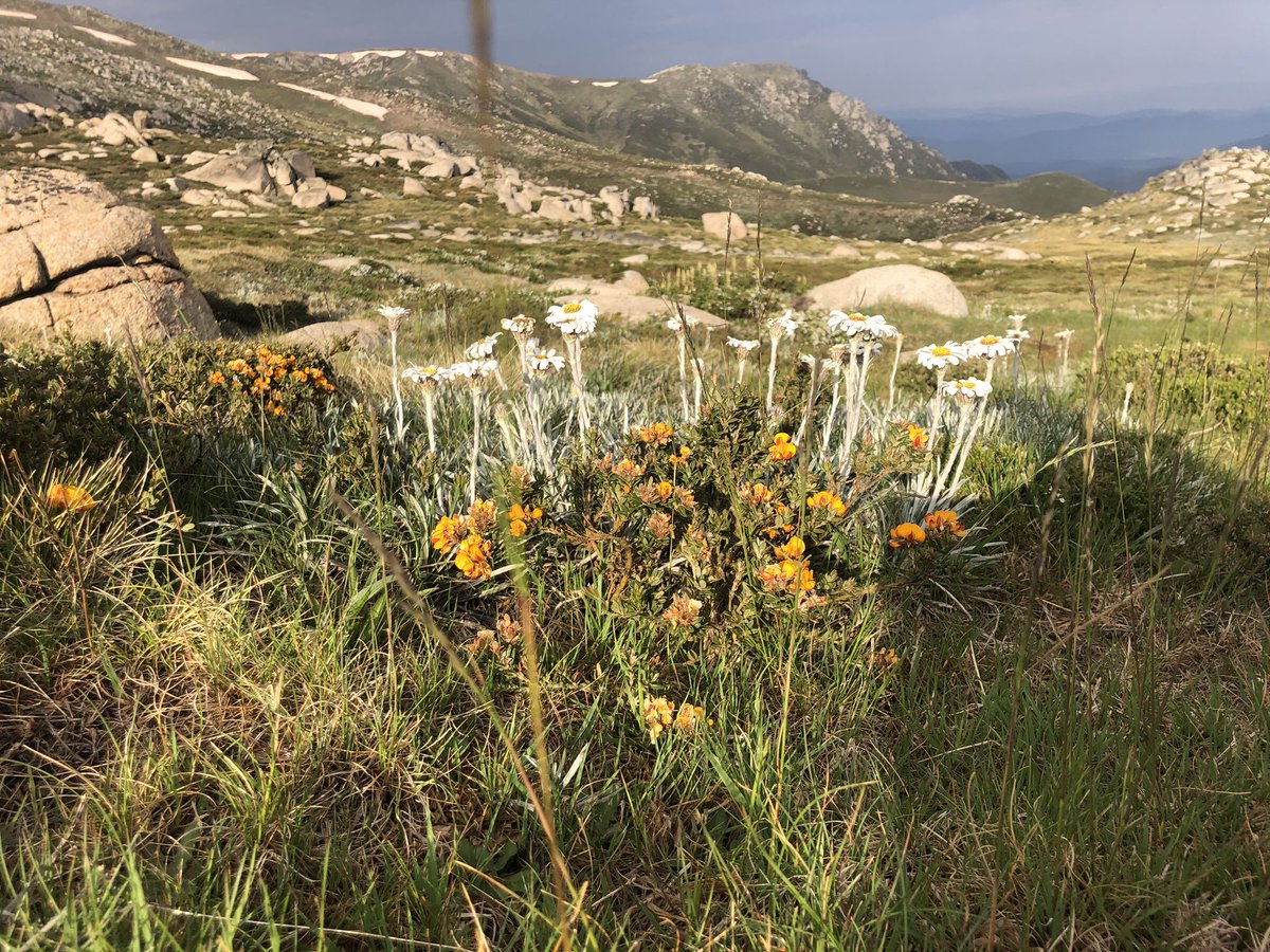 Let’s do some  #AAWT wildflowers.1. Silver snow daisies alongside the ubiquitous bacon & egg bush (not its real name)2&3. Alpine celery (its real name!)4. Some yellowy white bush, no idea sorry